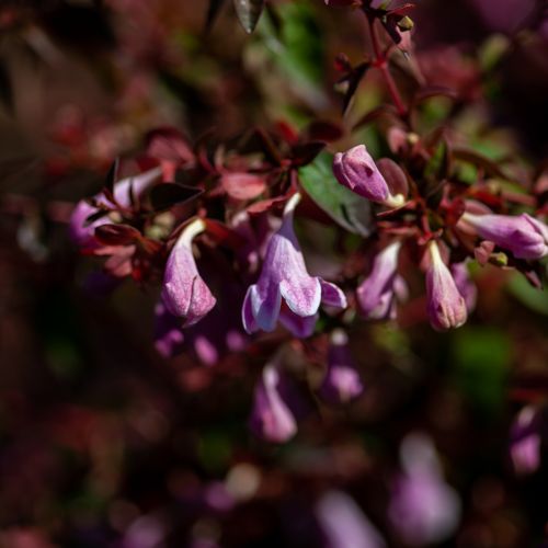 [ABPBELLS] Abelia Proven Winners® PINKY BELLS (PBR)