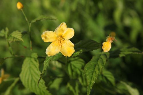 [KEJGGUIN] Kerria japonica 'Golden Guinea'