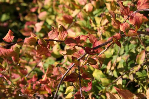 [KOAMARAD] Kolkwitzia amabilis 'Maradco'