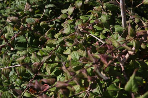 [KOAPCLOU] Kolkwitzia amabilis 'Pink Cloud'