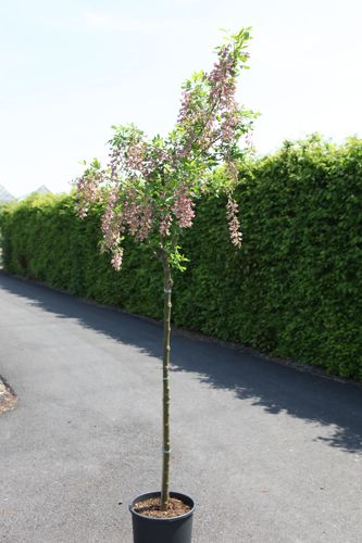 [LAADAMII] Laburnocytisus adamii
