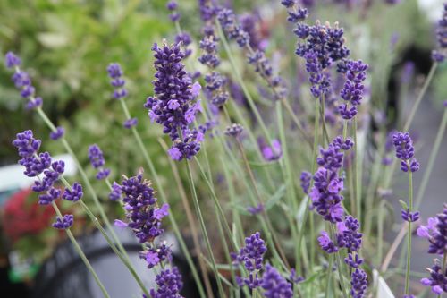 [LAAHIDCO] Lavandula angustifolia 'Hidcote'