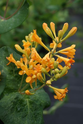 [LOBGTRUM] Lonicera brownii 'Golden Trumpet®'