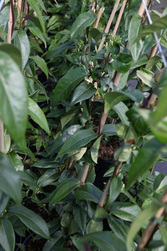 [LOHCBEAU] Lonicera henryi 'Copper Beauty' (PBR)