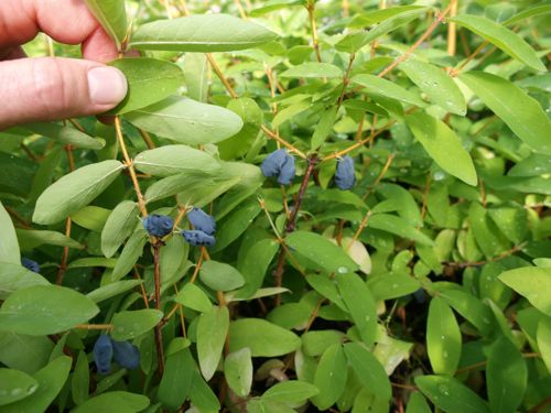 [LOKBALAL] Lonicera kamtschatica 'Balalaika®'