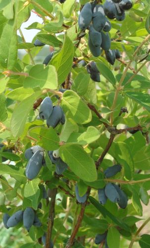 [LOKBEE] Lonicera kamtschatica 'Bee' MYBERRY