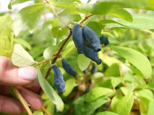 [LOKEISBA] Lonicera kamtschatica 'Eisbär®'