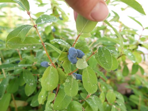 [LOKKALIN] Lonicera kamtschatica 'Kalinka®'