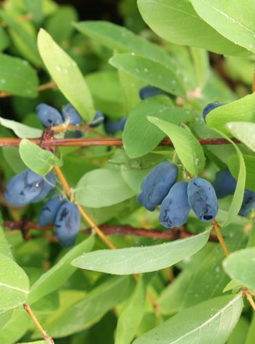 [LOKSWEET] Lonicera kamtschatica 'Sweet' MYBERRY