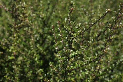 [LONITIDA] Lonicera nitida