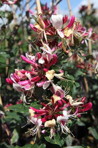[LOPCHOJN] Lonicera periclymenum 'Chojnow (Serotina)' (PBR)