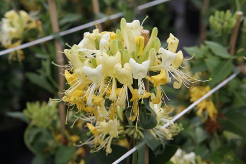 [LOPSCENT] Lonicera periclymenum 'Scentsation' (PBR)