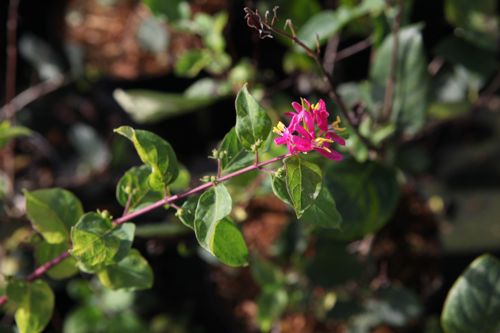 [LOTARED] Lonicera tatarica 'Arnold Red'