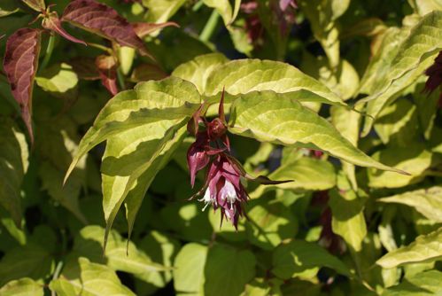 [LEFGLANT] Leycesteria formosa GOLDEN LANTERNS (PBR)