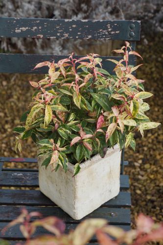 [LEFMAKIJ] Leucothoe fontanesiana 'Makijaz' (PBR)