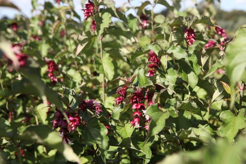 [LEFPRAIN] Leycesteria formosa 'Purple Rain'