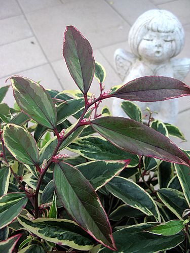 [LEFWHITE] Leucothoe fontanesiana WHITEWATER (PBR)