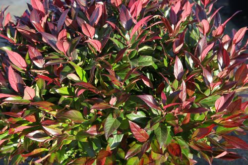 [LESCARLE] Leucothoe 'Scarletta'