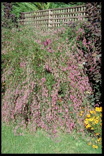 [LETHUNBE] Lespedeza thunbergii