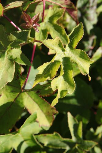 [LISGBALL] Liquidambar styraciflua 'Gum Ball'