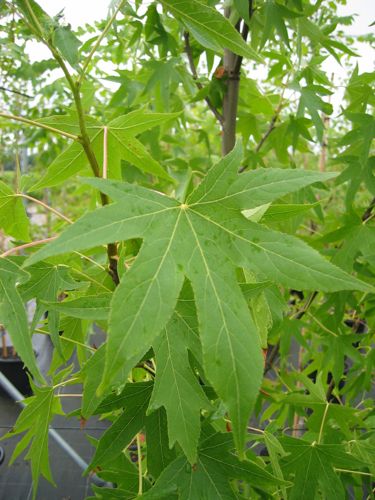 [LISWORPL] Liquidambar styraciflua 'Worplesdon'