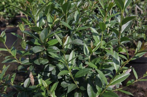 [LIVATROV] Ligustrum vulgare 'Atrovirens'