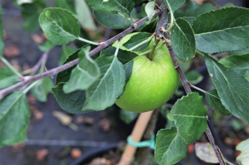 [MADJGRIE] Malus domestica 'James Grieve'