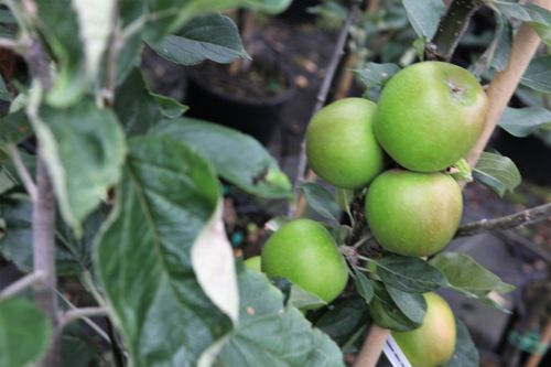 [MADJLEBE] Malus domestica 'Jacques Lebel'