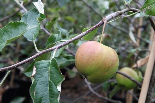 [MADJONAG] Malus domestica 'Jonagold'