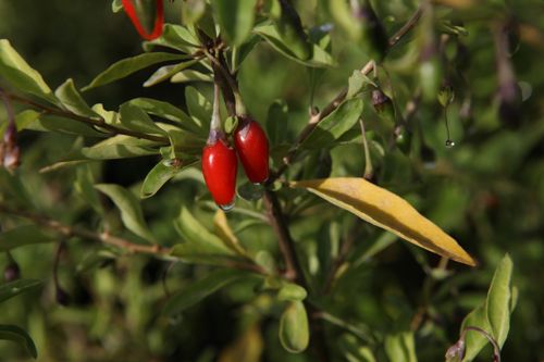 [LYBSLIFE] Lycium barbarum 'Sweet Lifeberry®'