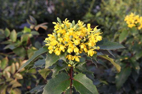 [MAAAPOLL] Mahonia aquifolium 'Apollo'