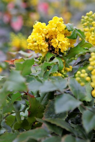 [MAAQUIFO] Mahonia aquifolium