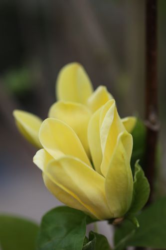 [MABYBIRD] Magnolia brooklynensis 'Yellow Bird'