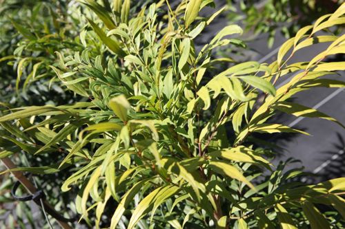 [MACNARIH] Mahonia confusa 'Narihira'