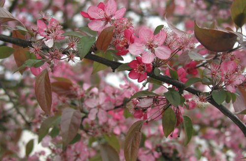 [MACOCCIN] Malus COCCINELLA®