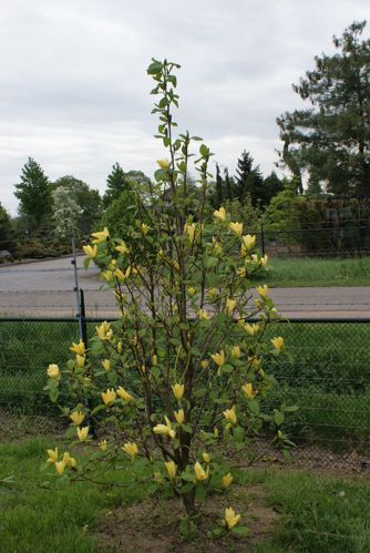 [MADAPHNE] Magnolia 'Daphne'