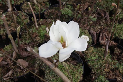 [MADDDIAM] Magnolia denudata 'Double Diamond'