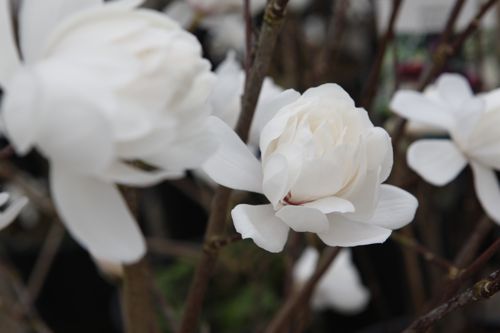 [MALWILDC] Magnolia loebneri 'Wildcat'