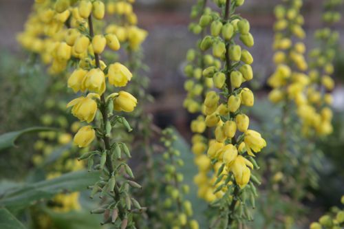 [MAMWSUN] Mahonia media 'Winter Sun'