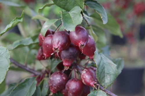 [MAROBELI] Malus 'Red Obelisk®'