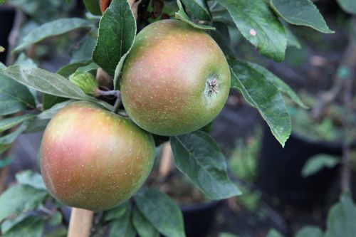 [MADRRROU] Malus domestica 'Reine des Reinettes'