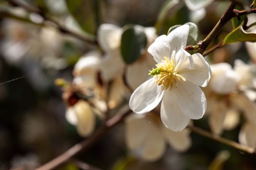 [MADSSNOW] Magnolia dianica 'Summer Snowflake'