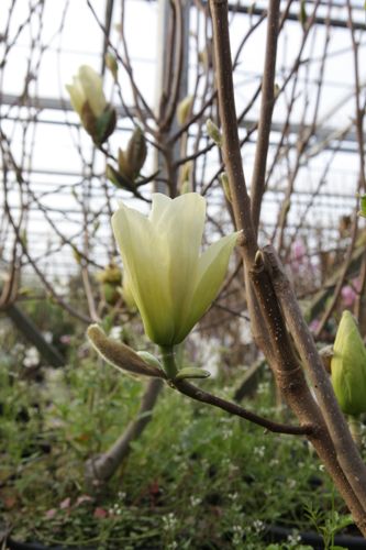 [MADYRIVE] Magnolia denudata 'Yellow River'