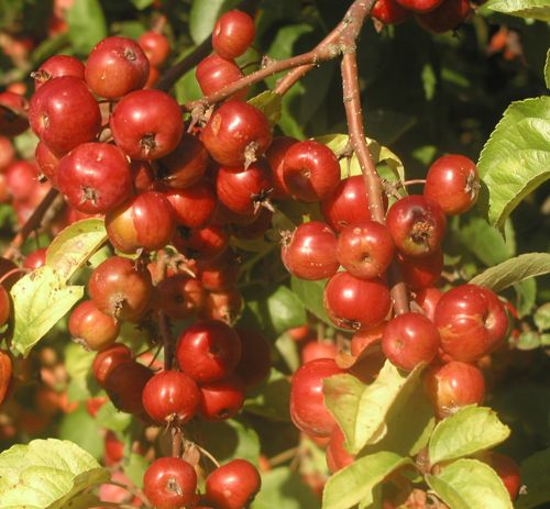 [MAEVERES] Malus EVERESTE®