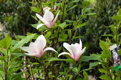 [MAHSCENT] Magnolia 'Heaven Scent'