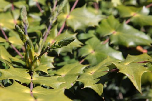 [MAJAPONI] Mahonia japonica (bealei)