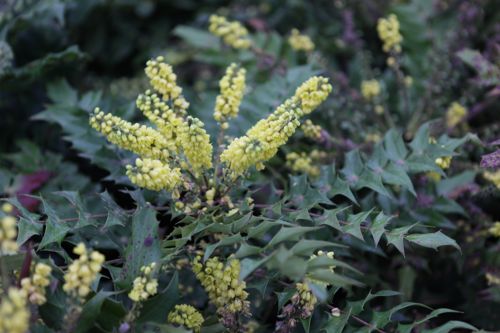 [MAJHIVER] Mahonia japonica 'Hivernant'