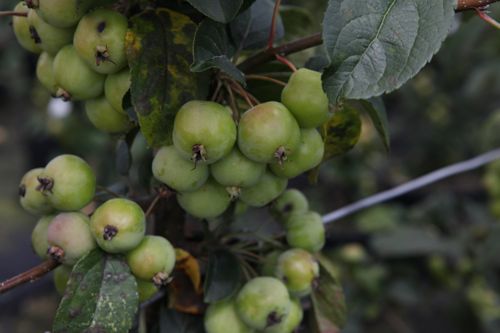 [MARSENTI] Malus 'Red Sentinel'