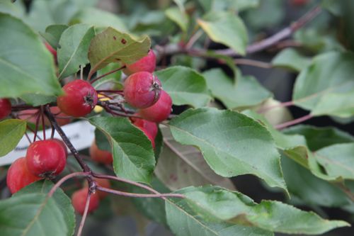 [MARUDOLP] Malus 'Rudolph'