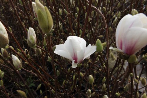 [MASASUPE] Magnolia soulangeana 'Alba Superba'